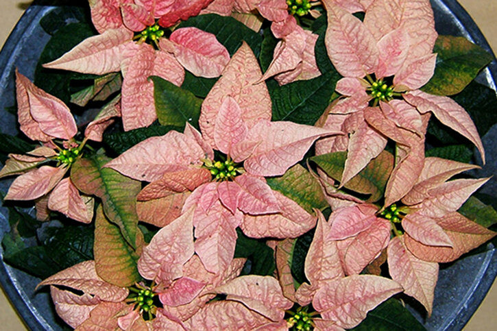    Сорт Carousel Pink. Фото: wikipedia.org