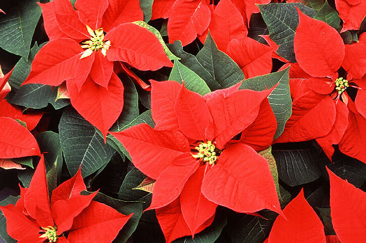    Сорт Jingle Bells. Фото: wikipedia.org