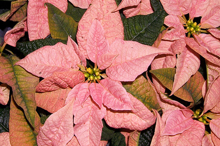    Сорт Da Vinci. Фото: wikipedia.org