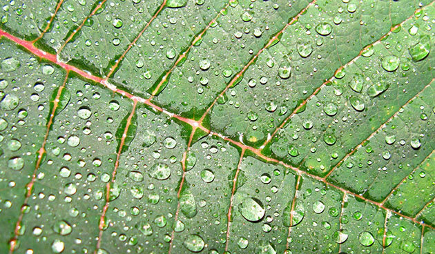    Листья пуансеттии нуждаются в постоянном увлажнении. Фото: wikipedia.org