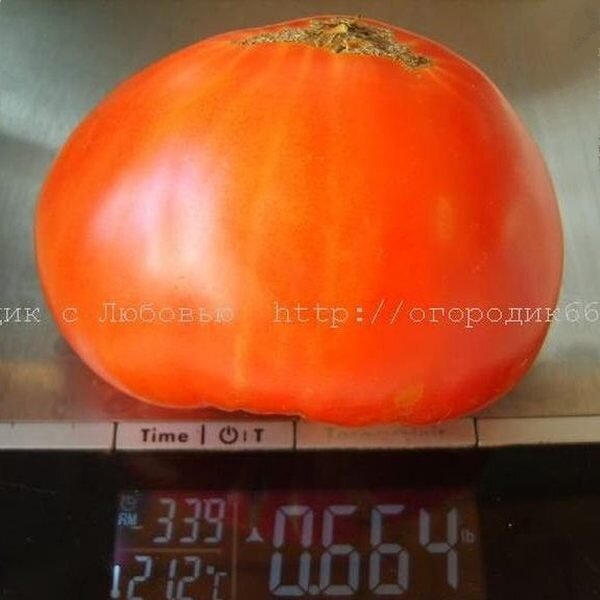  Sunset's Red Horison