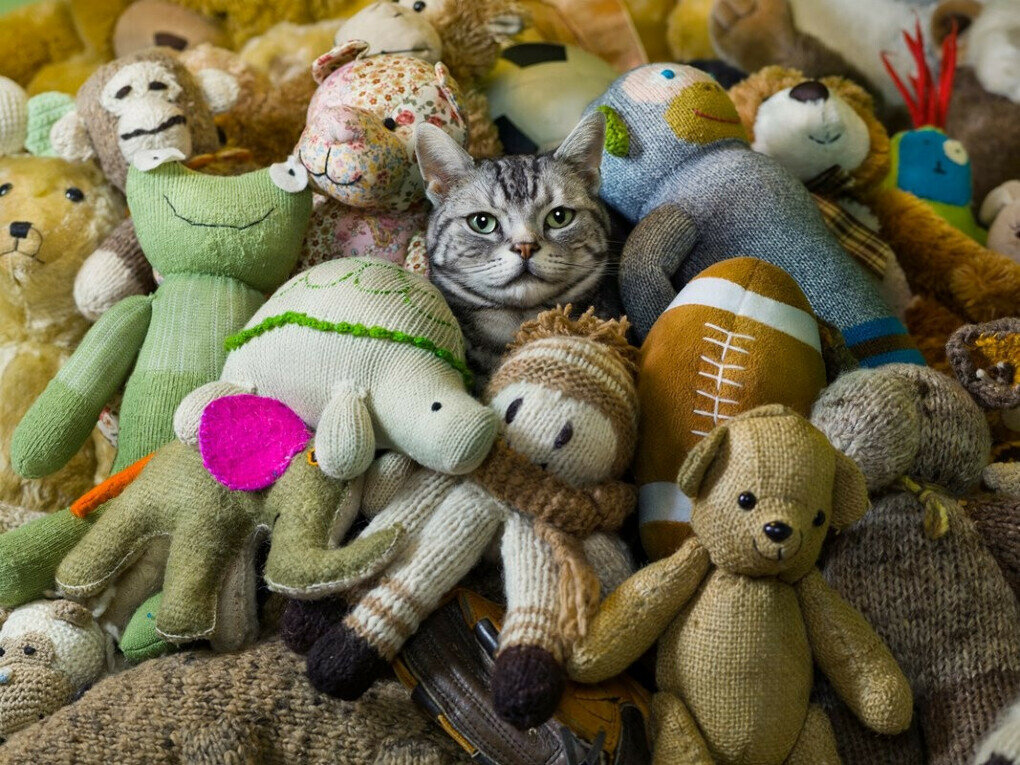 источник фото: https://fun-cats.ru/wp-content/uploads/5/4/4/5446c08ffb40f133da97a7b8b64d2652.jpeg