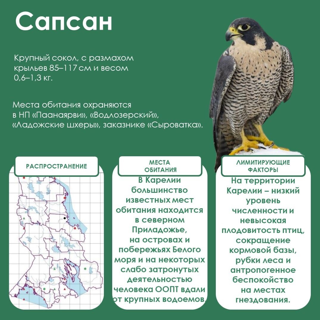 Самый быстрый пернатый хищник на Земле живет в Карелии | Столица на Онего -  новости Петрозаводска и Карелии | Дзен