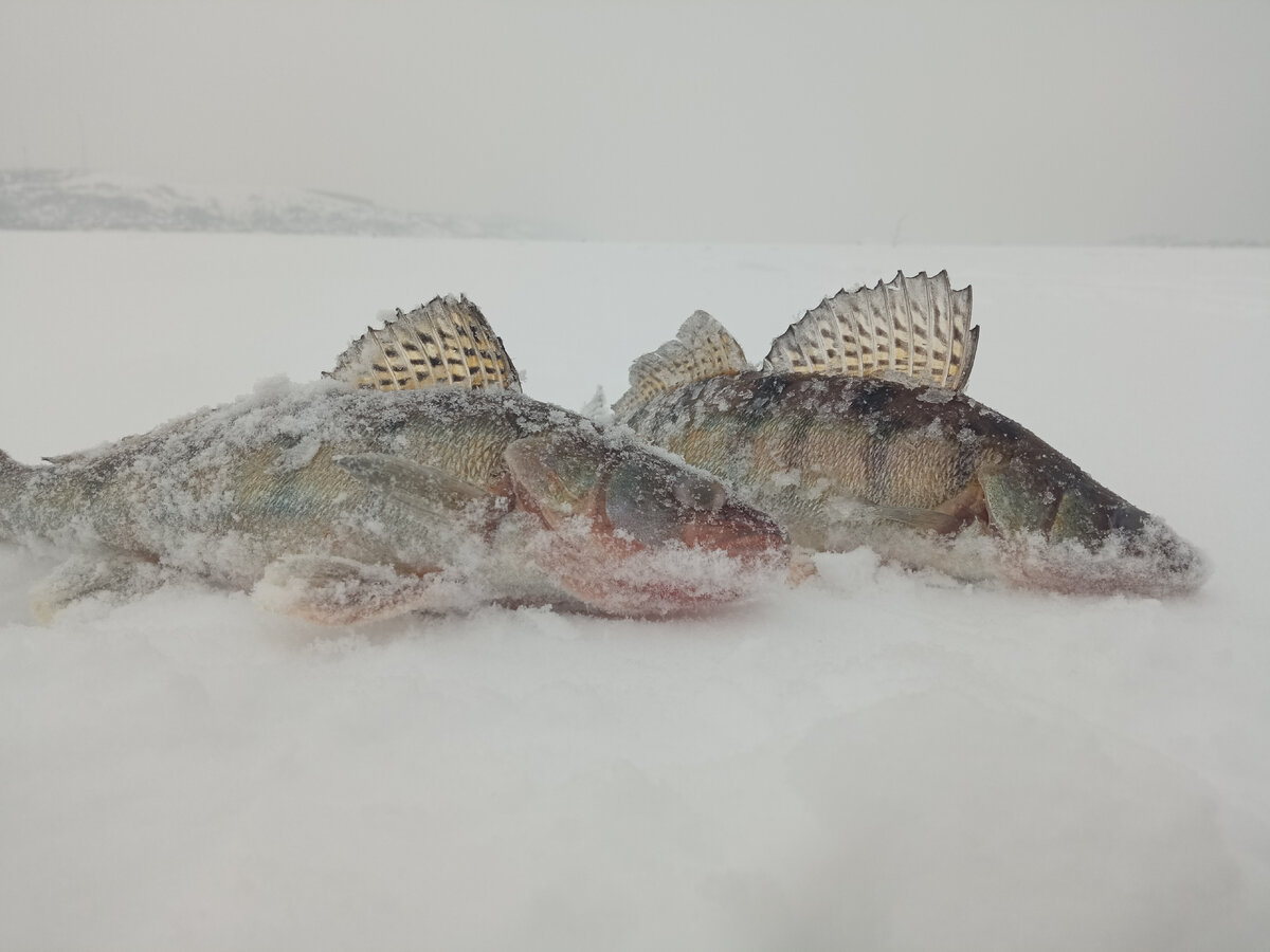 Бершички клюют