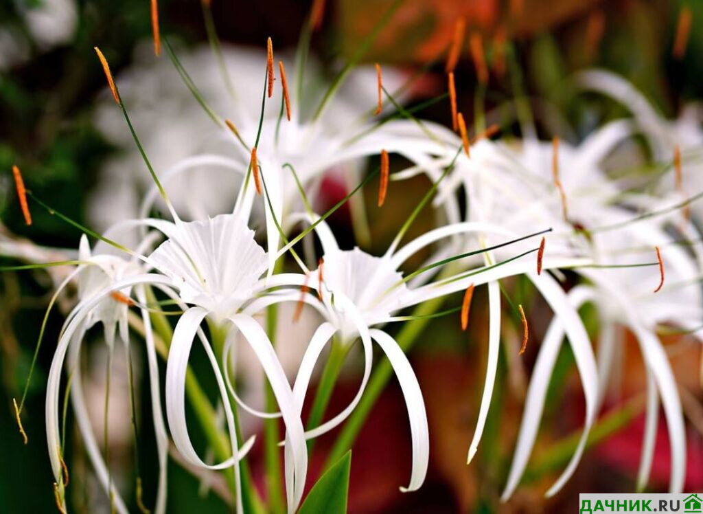 Гименокаллис (Hymenocallis) – уход в домашних условиях