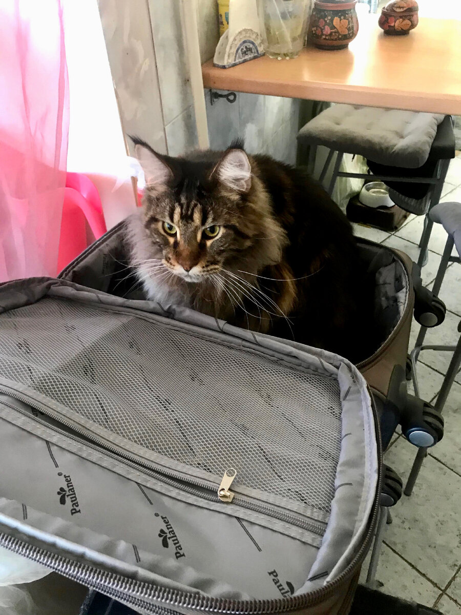 Без меня нельзя! Я с вами!