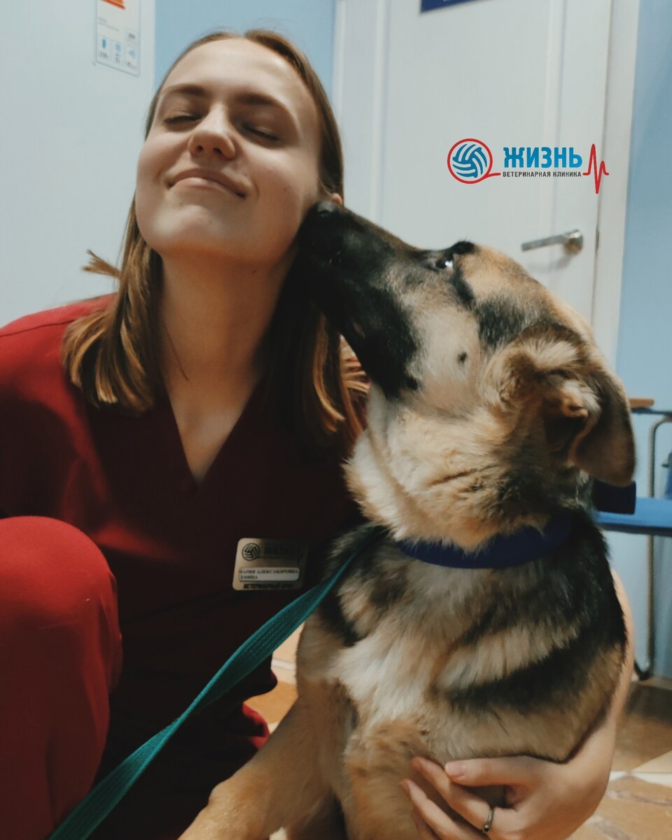 Бесконечная взаимная любовь специалистов ветеринарной клиники "Жизнь" в Калуге и наших пациентов.