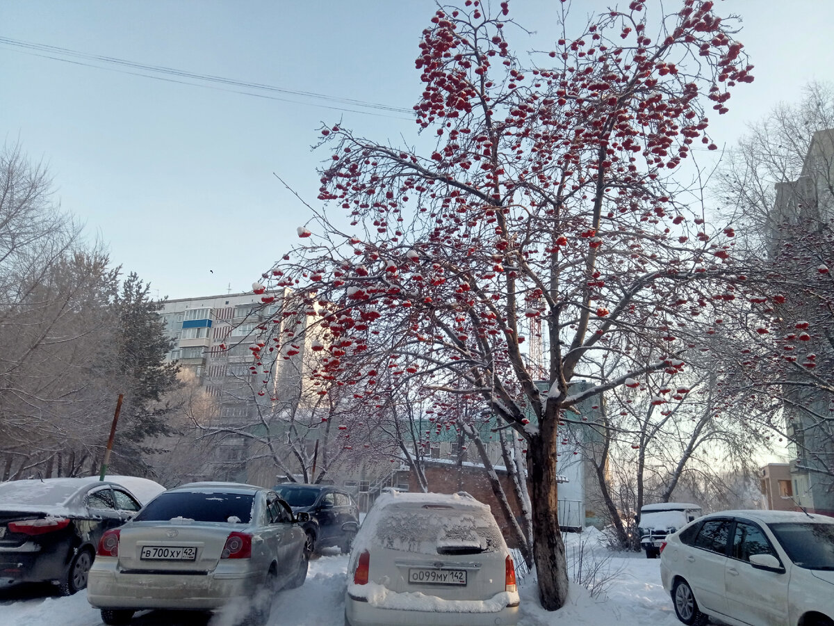 Странно, что птички не склевали ягоды