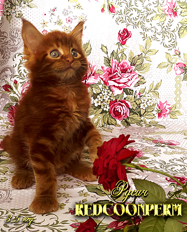  REDCOONPERM - единственный в мире питомник мейн кунов красного солидного окраса, - предлагает к бронированию котят Шоу класса.
