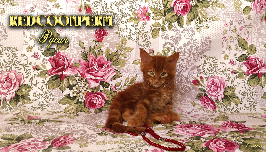  REDCOONPERM - единственный в мире питомник мейн кунов красного солидного окраса, - предлагает к бронированию котят Шоу класса.-2