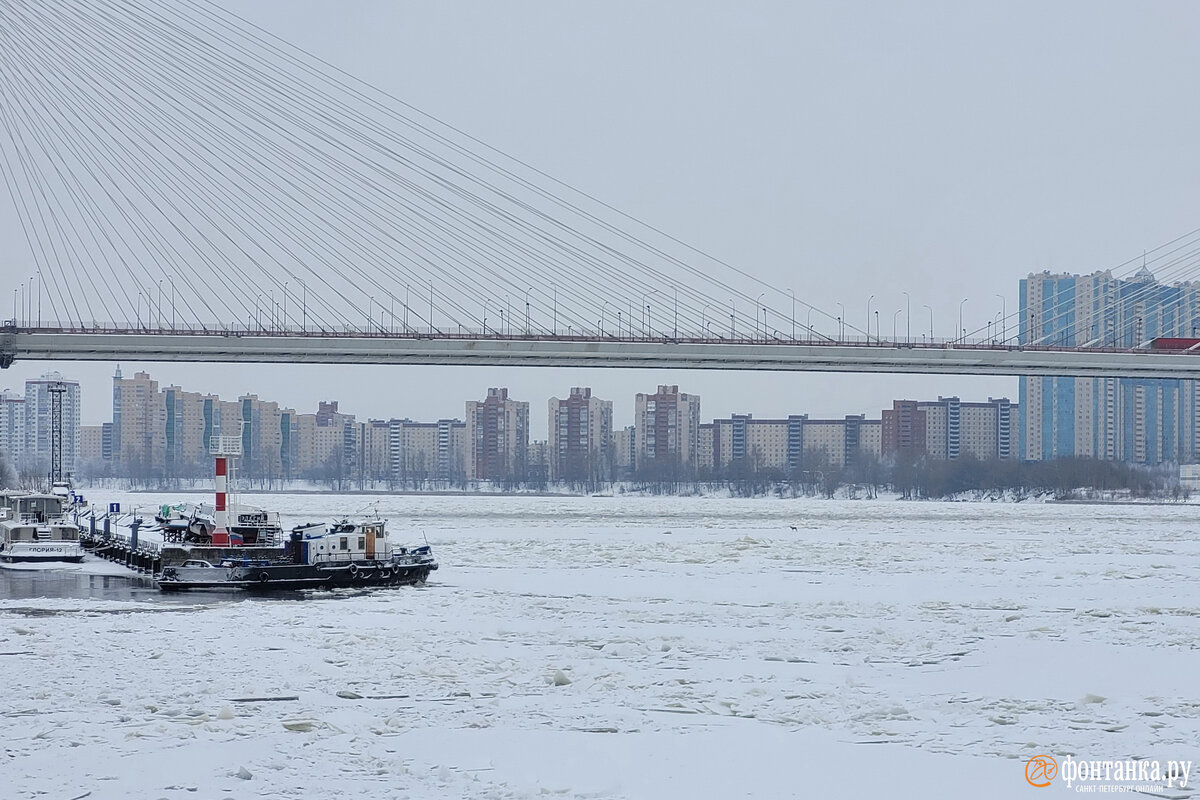 Полдня сердобольные петербуржцы переживали за косулю, которую заметили на  льду Невы неподалеку от вантового Обуховского моста днем в субботу, 9  декабря. Читайте на 