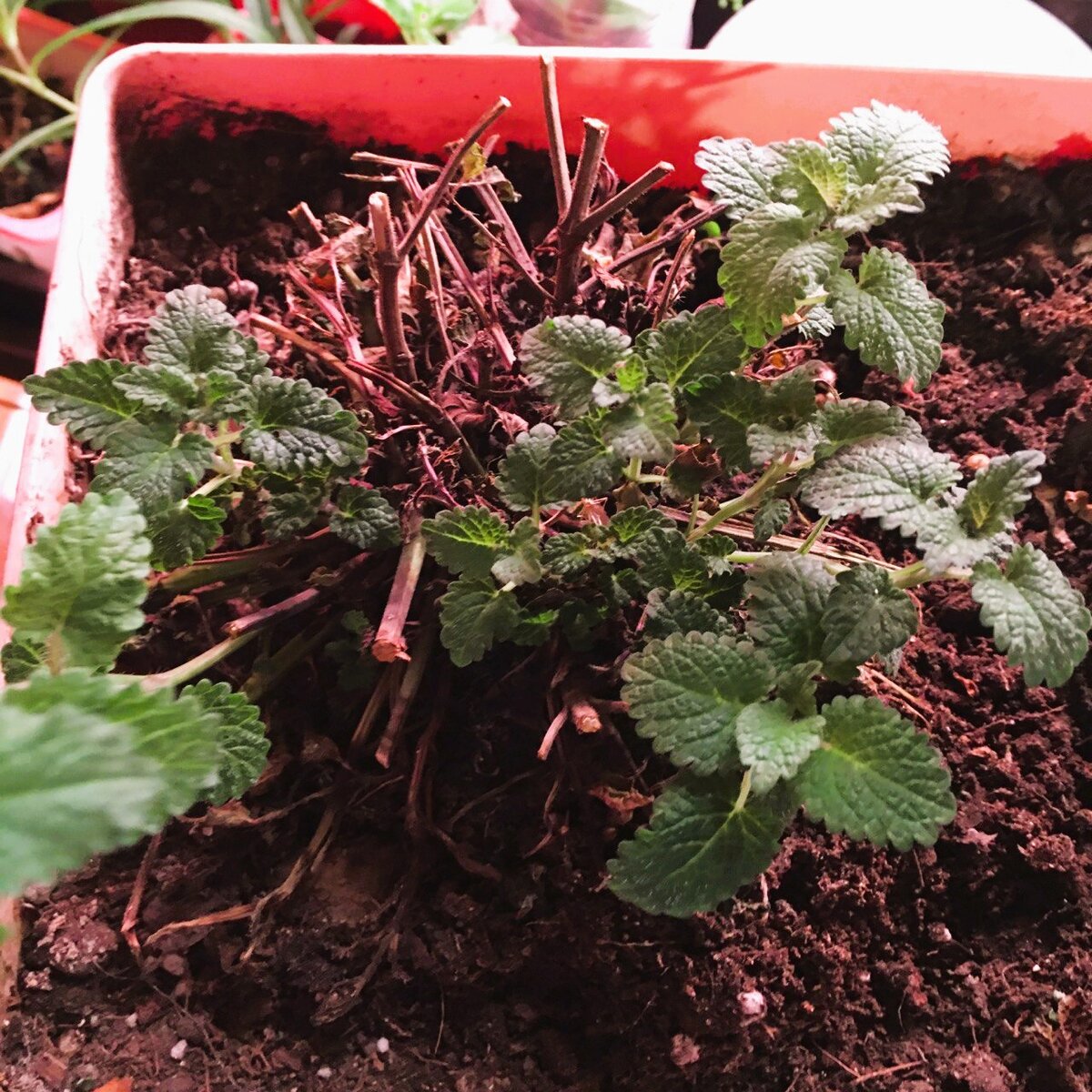 Видите, как дружно мята нарастает от корня после обрезки? 