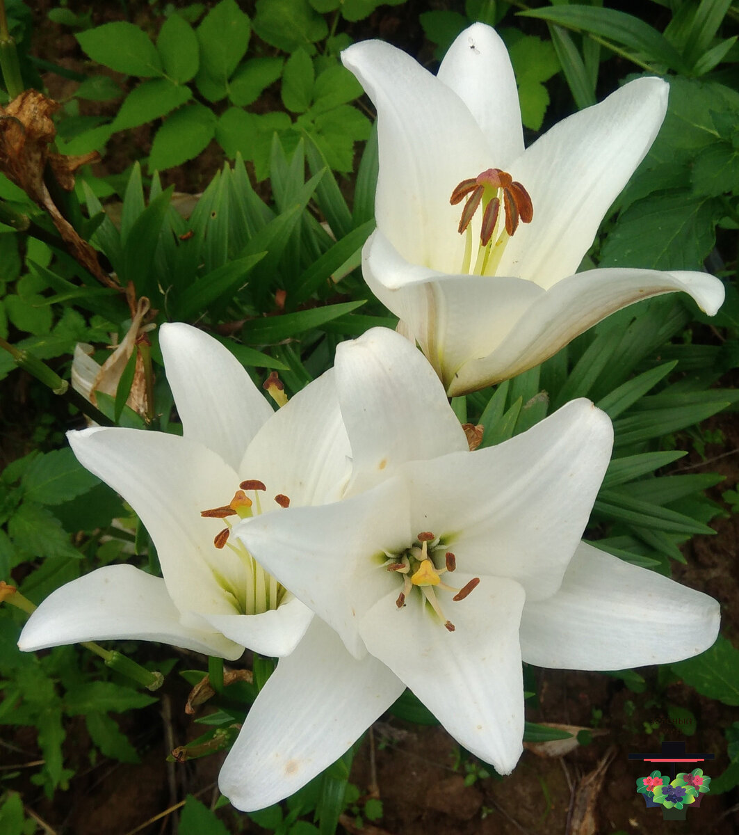 Мои лилии 2023 г.