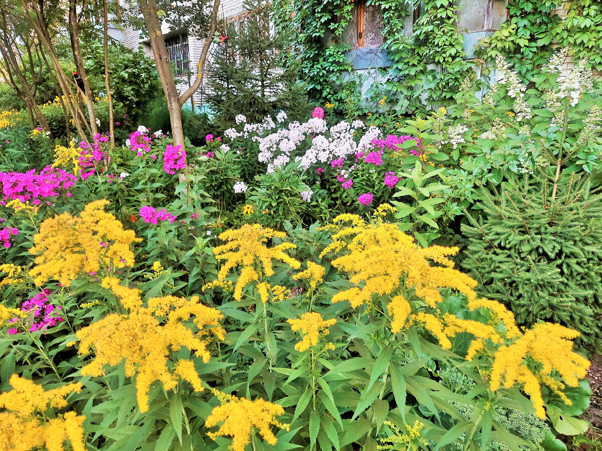 Всех приветствую, Друзья! Хотя английский сад не бывает слишком ярким...первую картинку в этой статье захотелось поярче))) На самом деле сделать свой райский уголок можно где угодно....особенно если мечта основательная такая)..прям кремень)) Расскажу(и покажу) всё на своём примере(чтобы не было голословным)...Началось всё с маленького клочка земли, который оказался под моим балконом в загородной квартире, на первом этаже, в обычной многоквартирной пятиэтажке...В свободное от работы время просто захотелось повозиться в земле...посажать...повыращивать...понаблюдать...поэкспериментировать(Оо..это я люблю...биофак за плечами...нас этому там основательно научили)))..) Соседи, наверное, были в шоке))) ну ладно там бабульки...они постоянно сажают возле подъездов мальву и бархатцы и это считается норм, но мадам в полном расцвете сил явно казалась спятившей)), но мне было "по барабану"..."Хочу и буду"(Как у Лабковского прямо)),,)