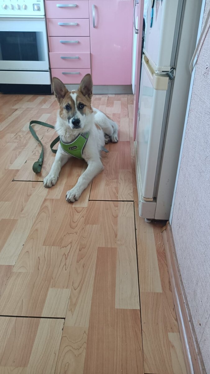 1 день в новом доме! Лежит ждёт кашу и любуется кошкой!