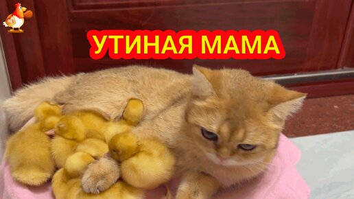 Утиная мама укладывает спать своих утят 🤗 Заботливая кошка с пушистиками 🐈😂😽