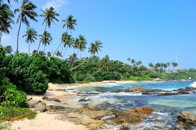 https://img.freepik.com/free-photo/tropical-beach-with-palm-in-sri-lanka_167946-162.jpg?t=st=1702143829~exp=1702144429~hmac=7bd72ea8158d09a4b2b69e29eeddc96fb32c1fea194abbe29d0c6717e128ca51