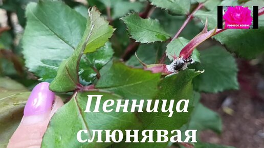 КАК ИЗБАВИТЬСЯ ОТ ТРИПСА И КЛЕЩА | РОЗОВОЕ ХОББИ | Дзен