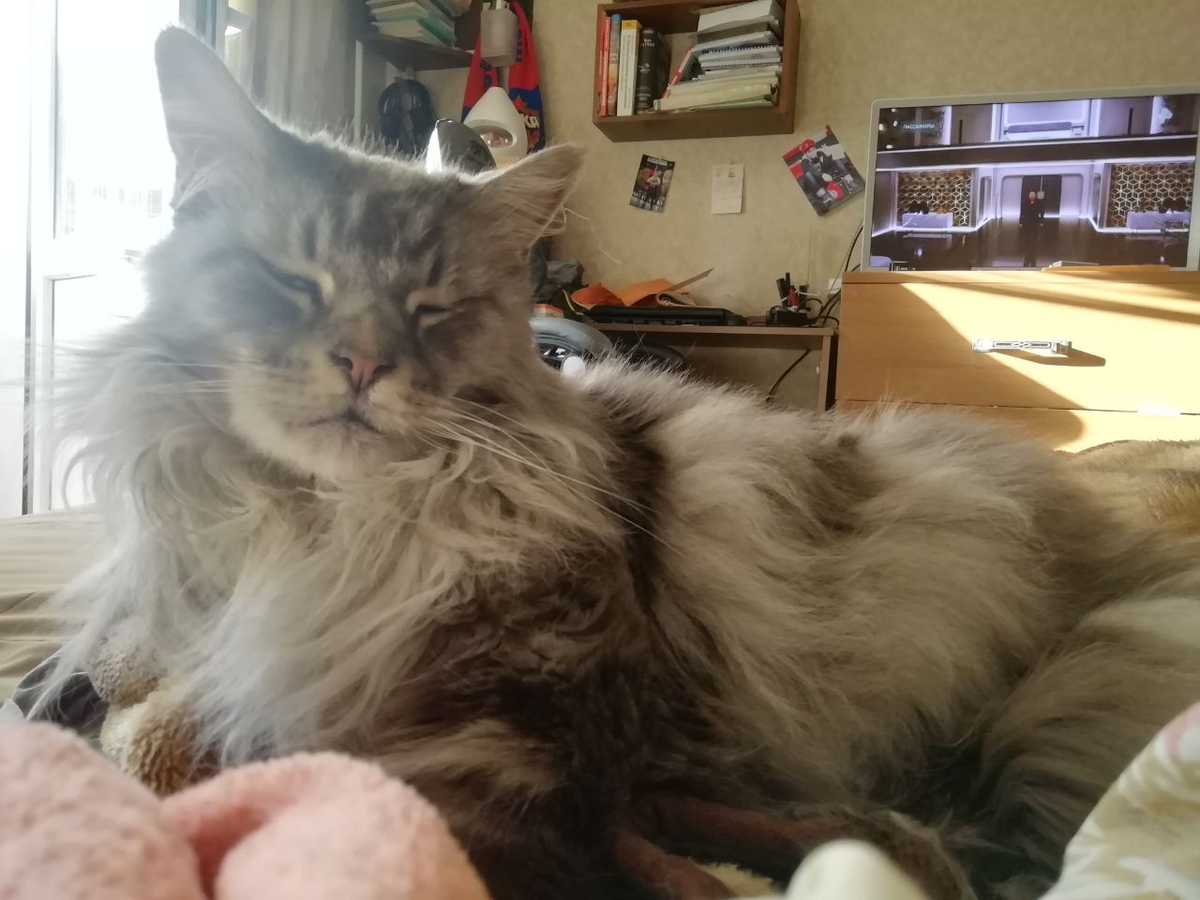 Пунш, как всегда, не слишком рад фотографированию))