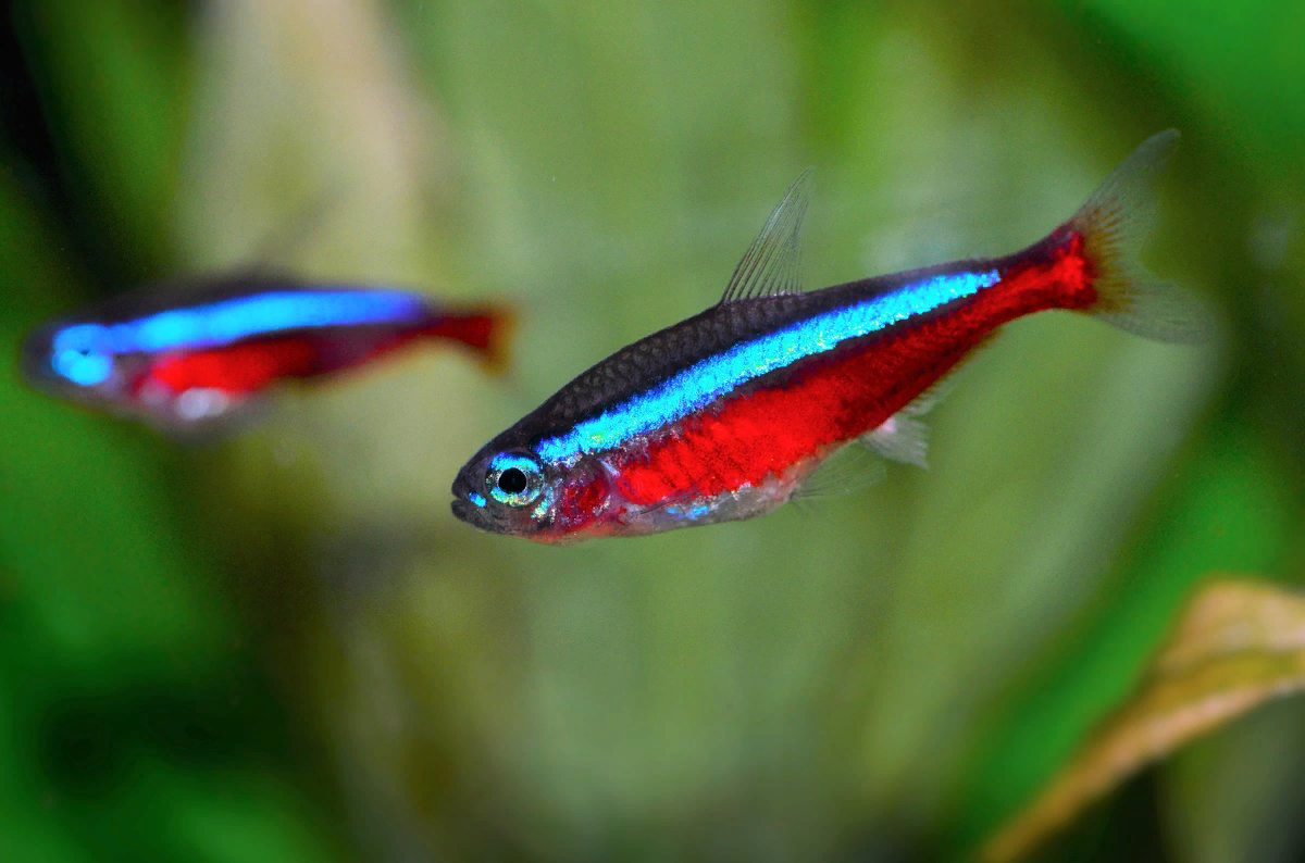 Креветка Амано - Caridina japonica (М)