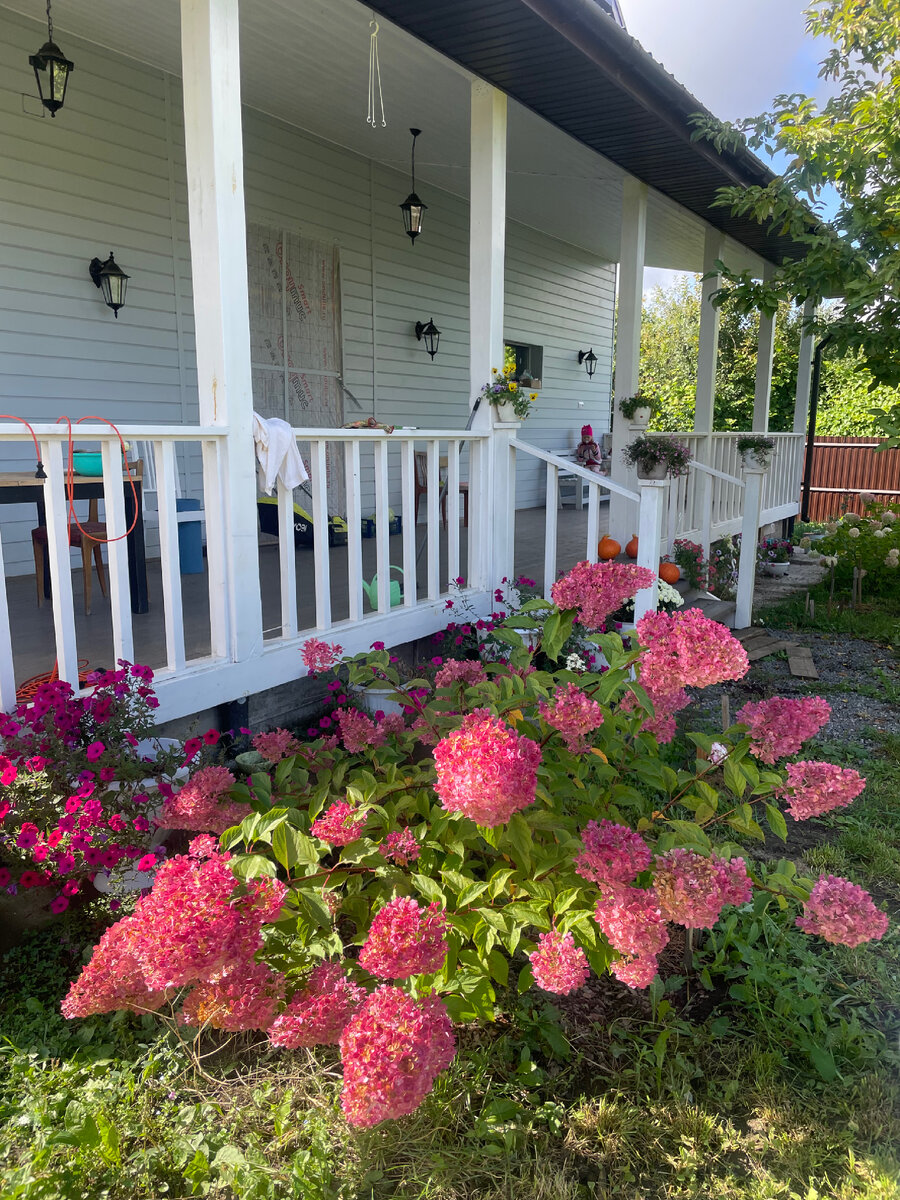 Моя гортензия Ванила Фрайз возле террасы