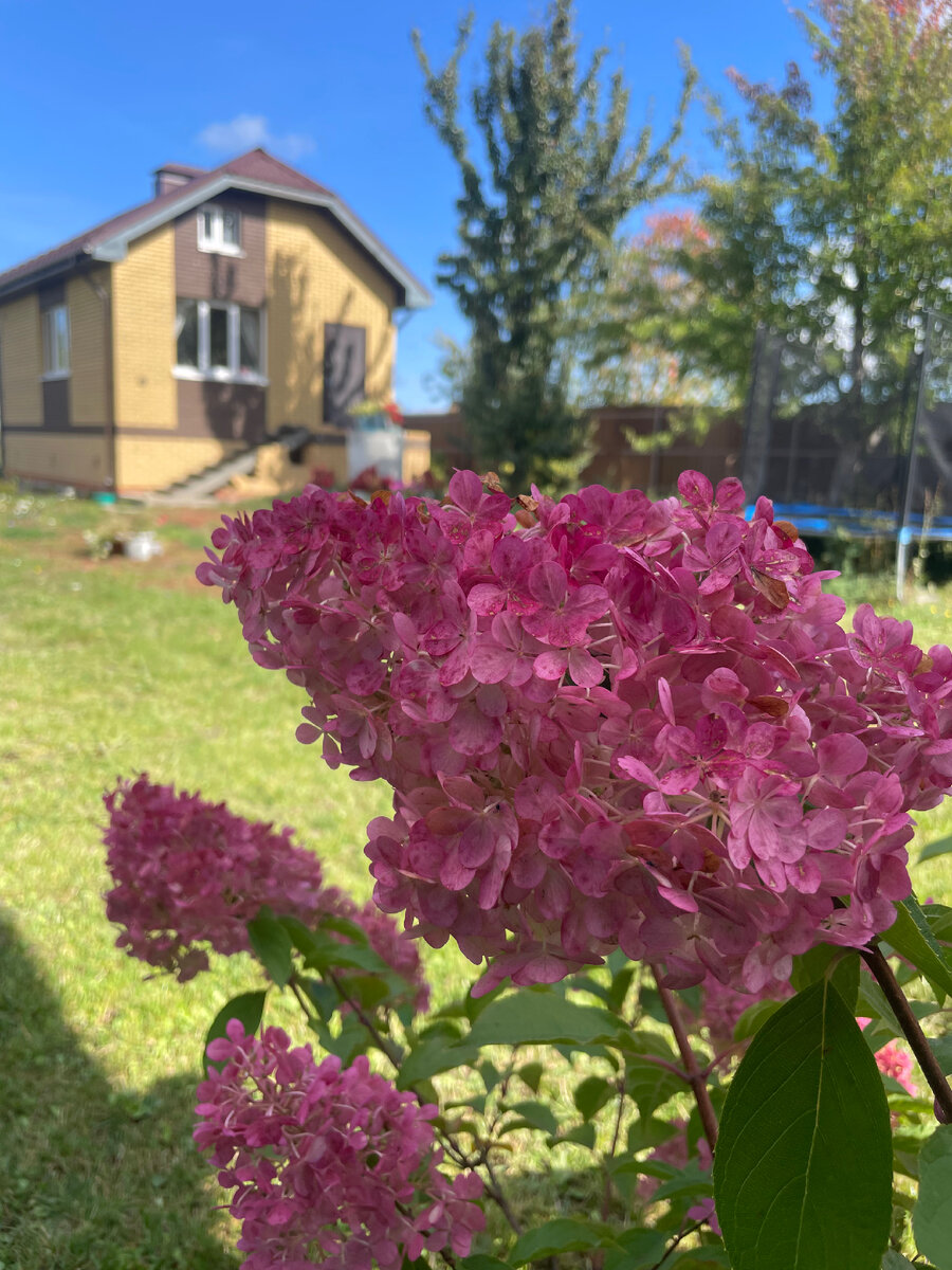 Ванила Фрайз