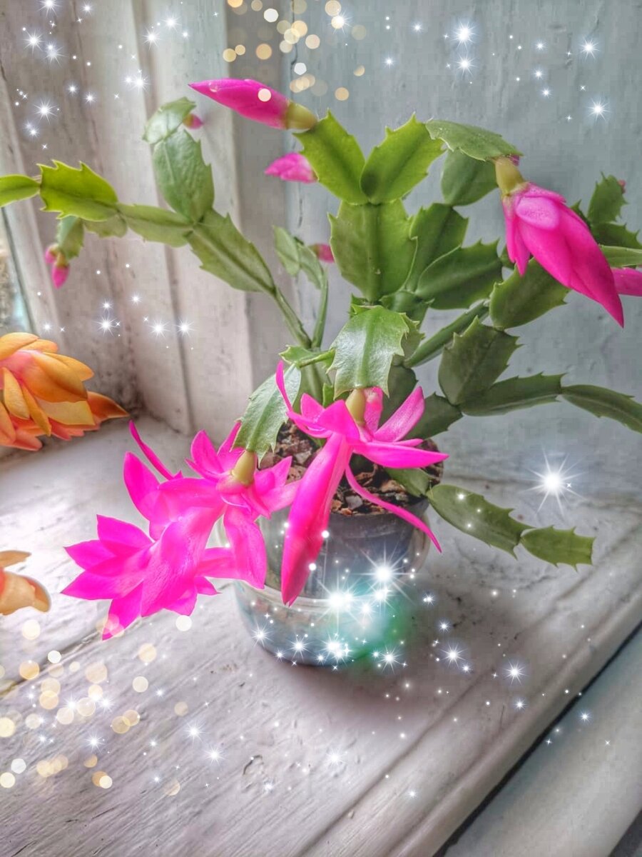 Декабрист на даче / Фото автора