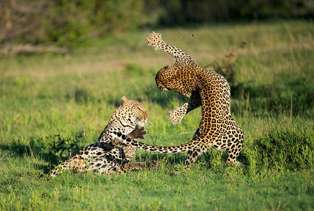 Животные нат. Переднеазиатский леопарды дерутся. Леопард в драке. Гепарды дерутся. Животные Африки.