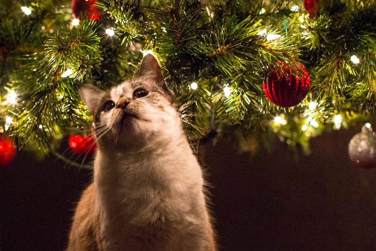 Фото из Интернета. 