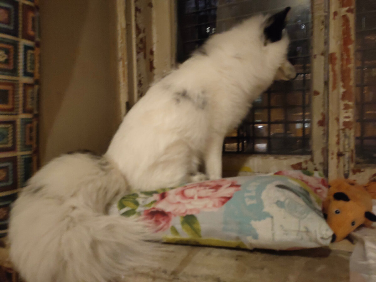 лиса 🦊 нагуливает аппетит у приоткрытого окна 