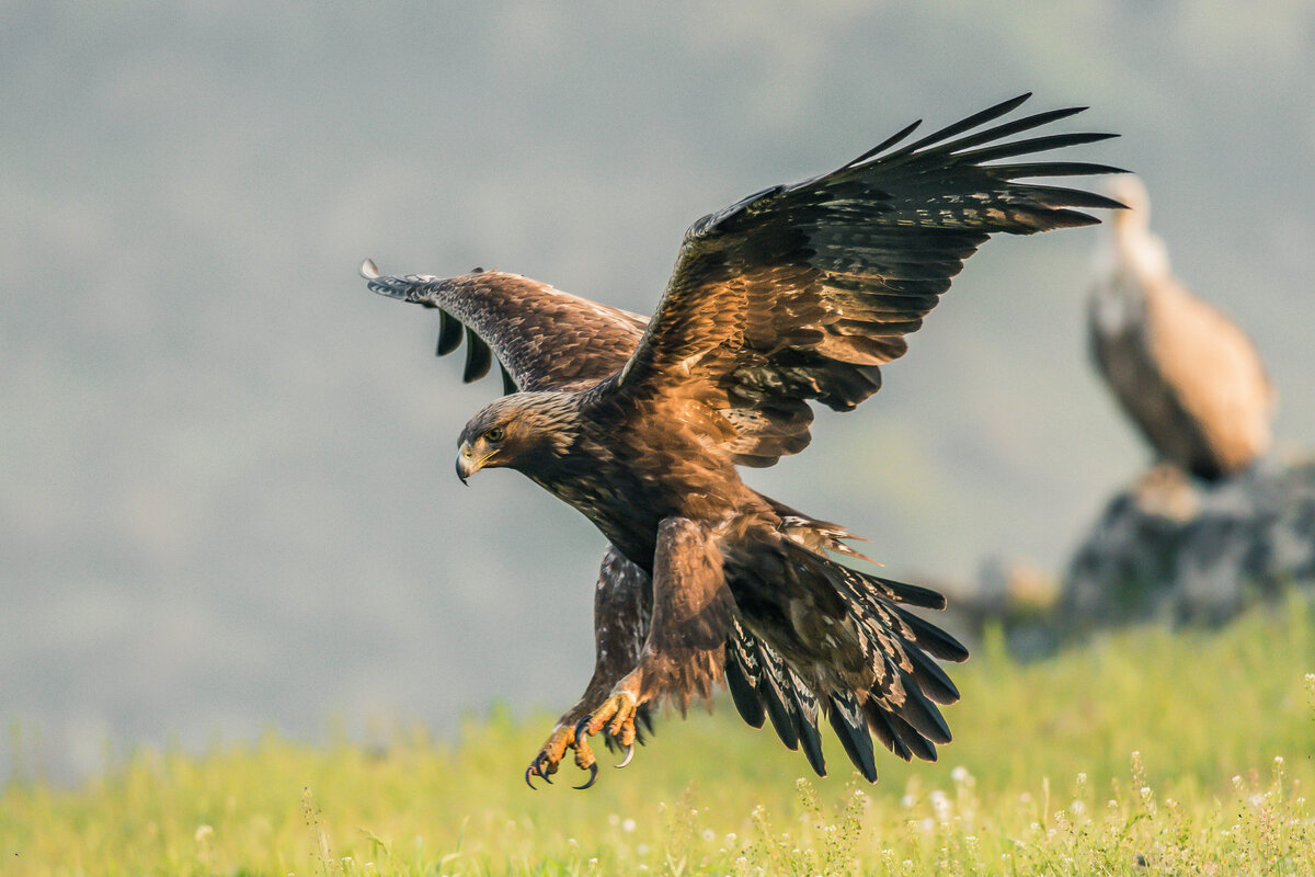 Беркут это. Беркут aquila chrysaetos. Беркут это. Беркут халзан. Орел беркут.