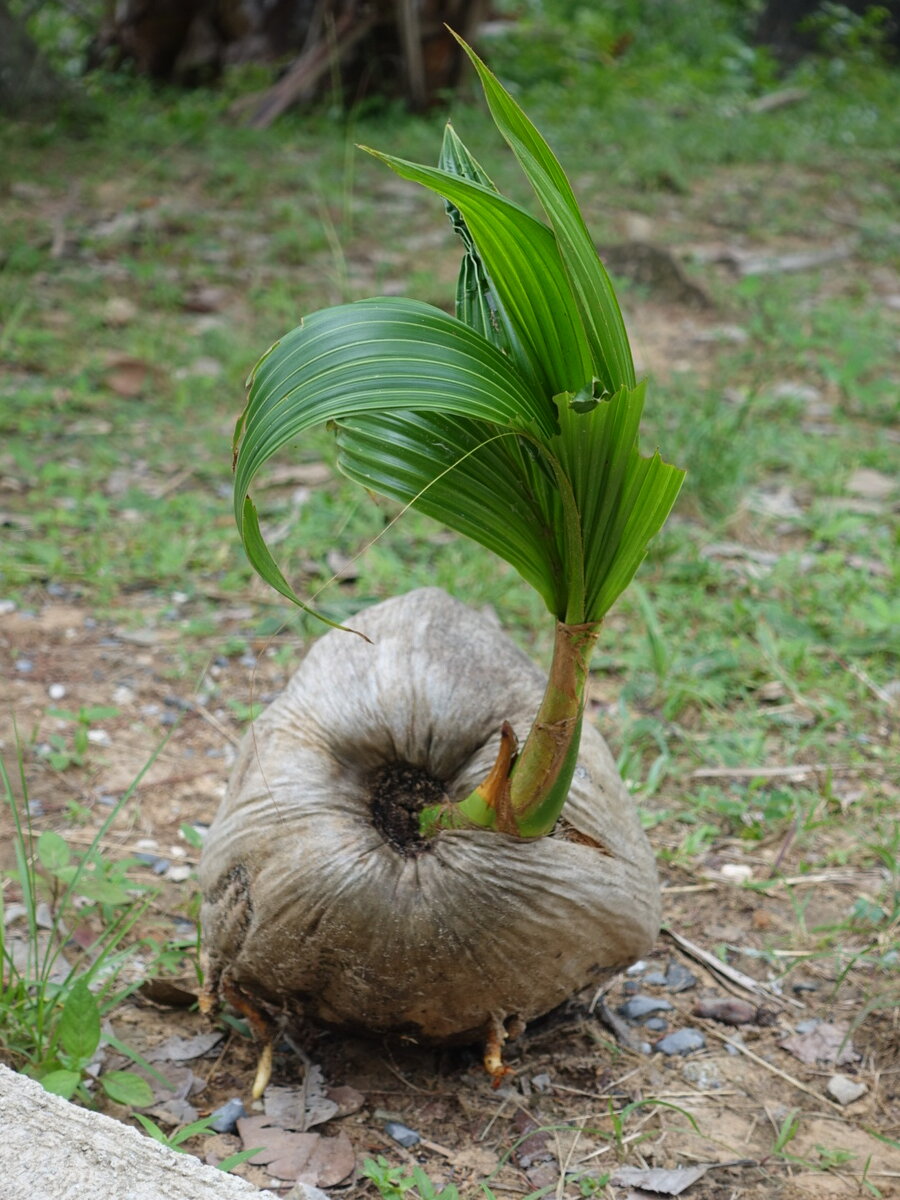 Вот так растёт кокос - упал и пророс, классно увидеть своими глазами
