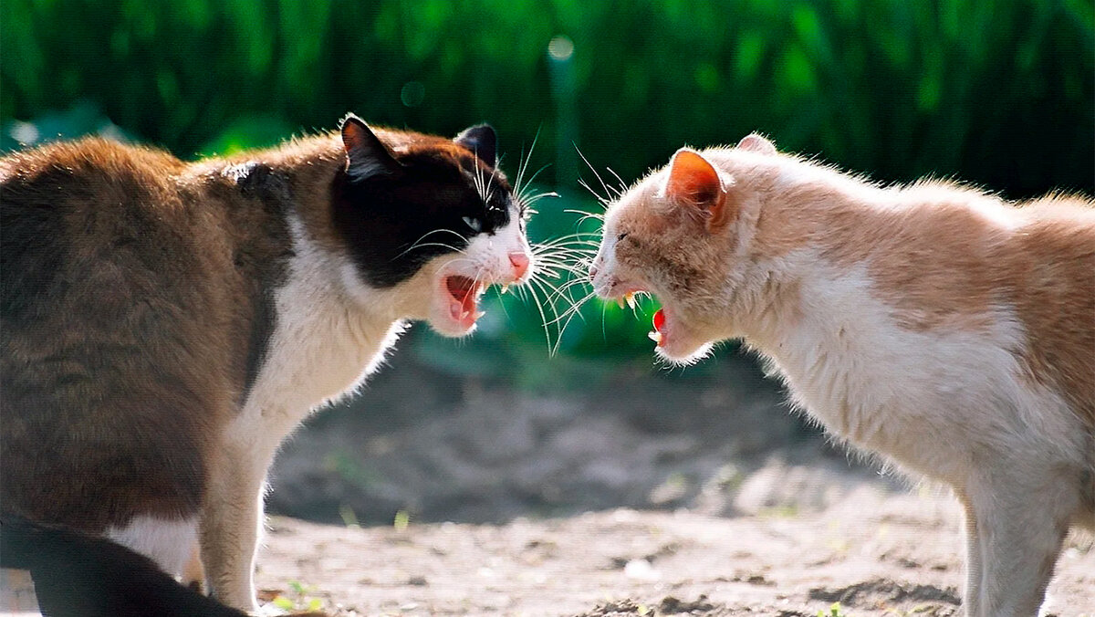 источник фото: cojo.ru