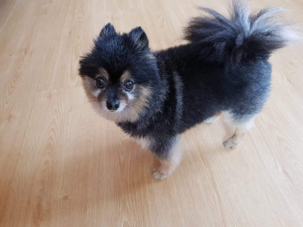 Собака 🐕. Фото автора 