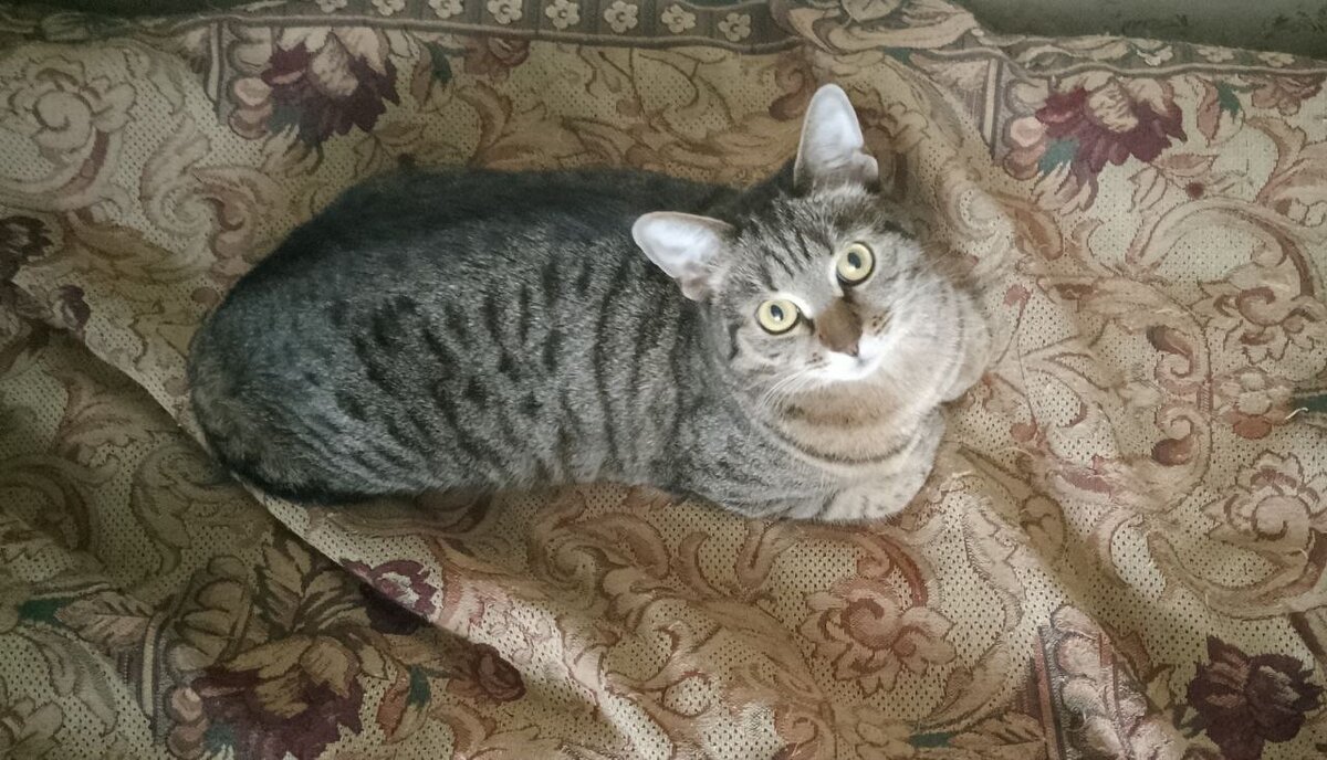 Наша Мурочка