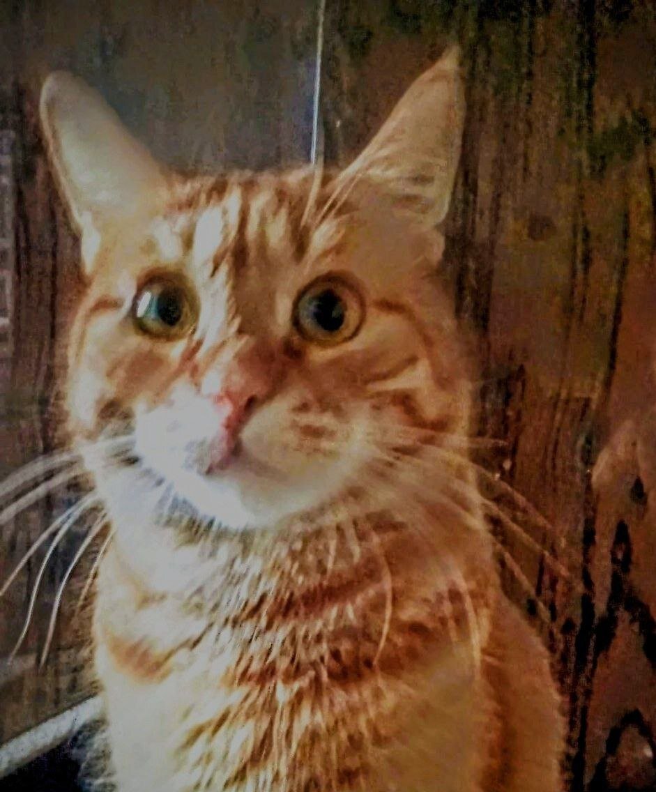 Наш Рон. Найден в лесу