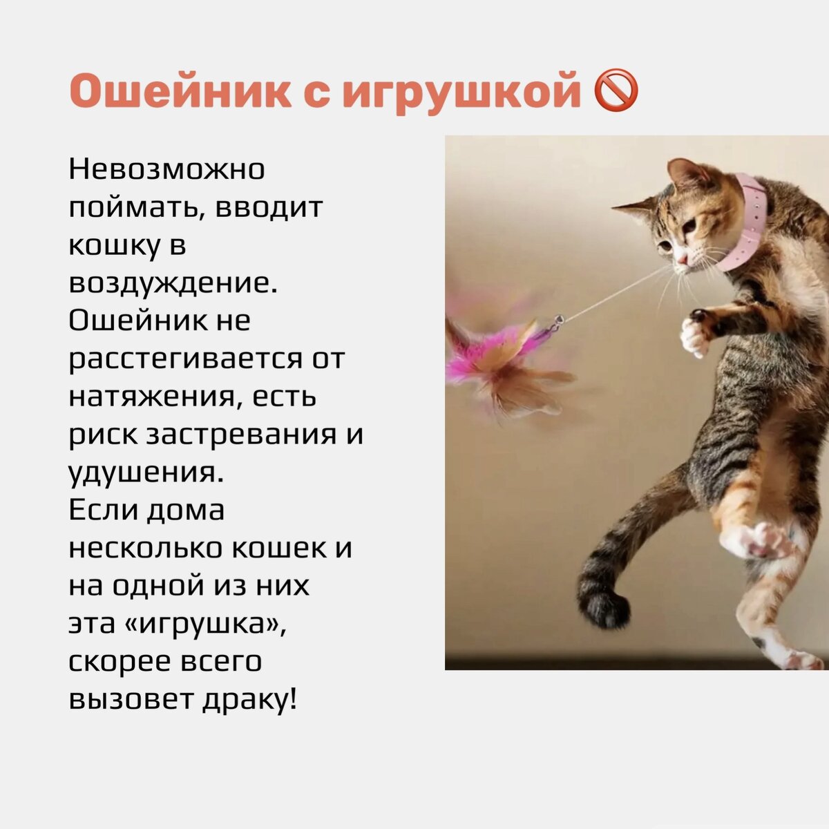 Анти-топ игрушек для кошек. Что никогда не надо покупать 🚫 | Cat talk  зоопсихолог | Дзен