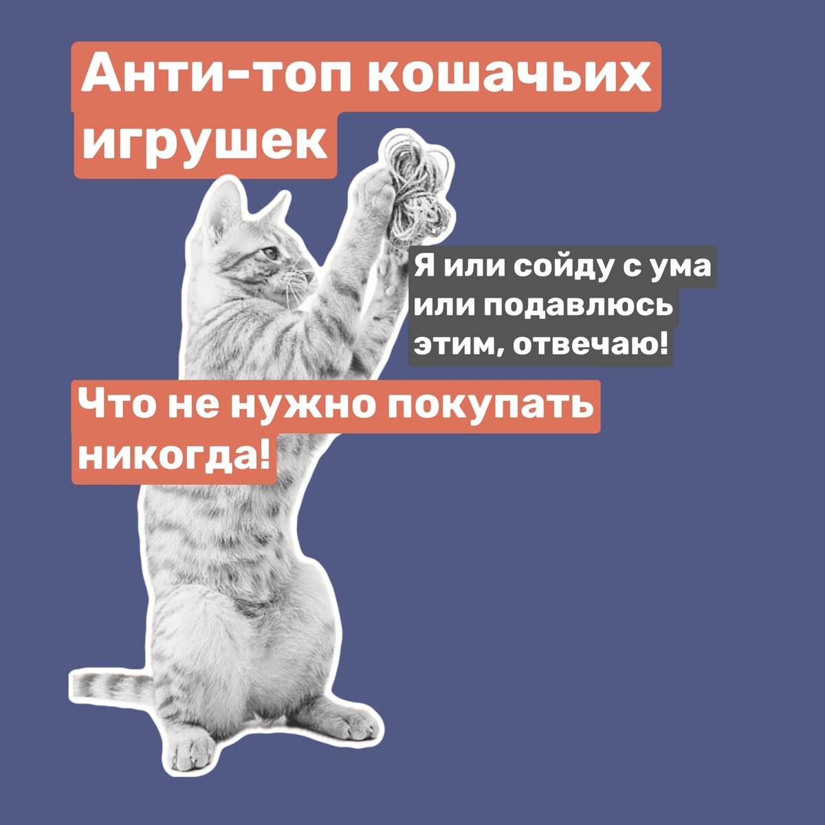 Анти-топ игрушек для кошек. Что никогда не надо покупать 🚫 | Cat talk  зоопсихолог | Дзен