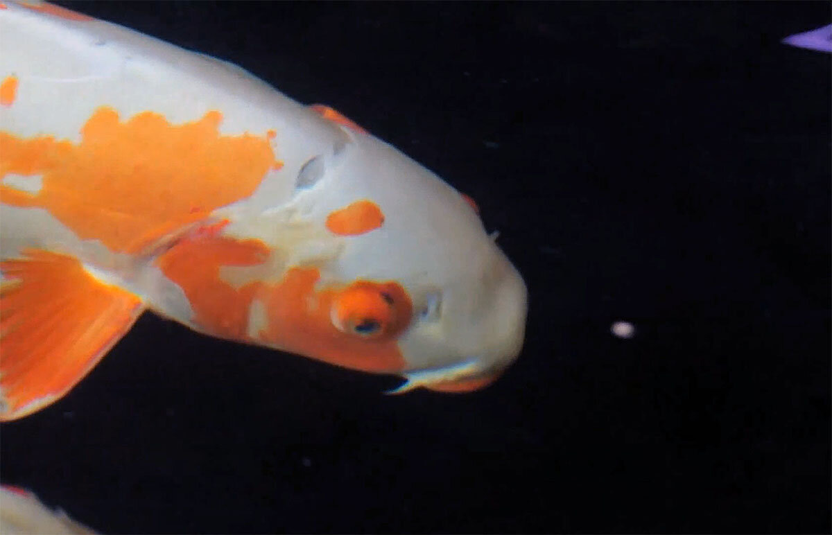 Карп нисикигои