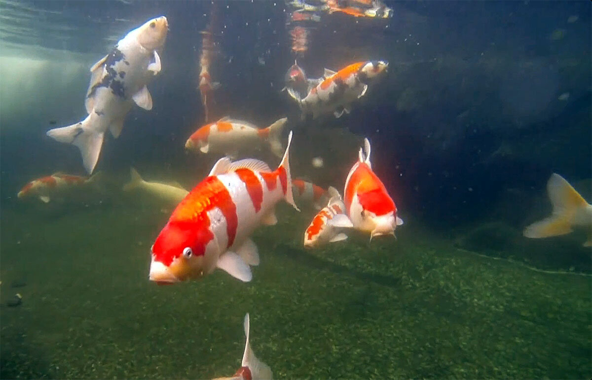 Удивительно красивые создания