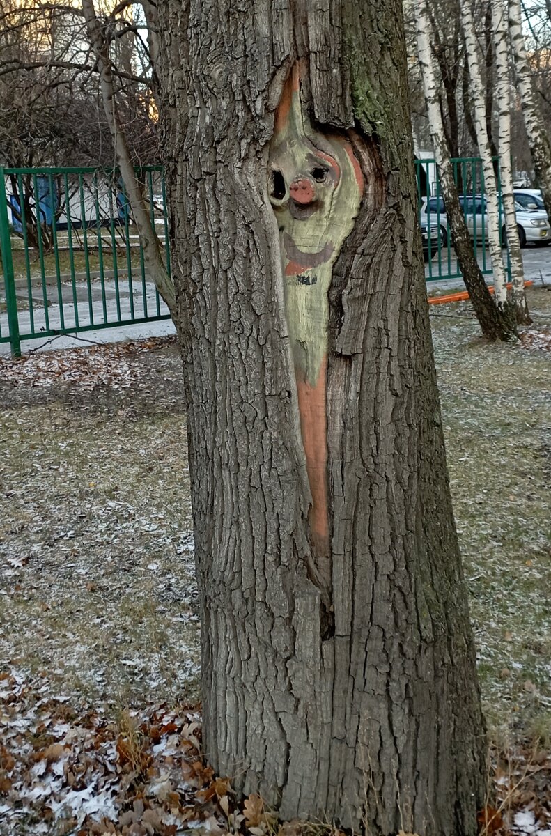 Это фото сделано ещё в ноябре. Очень понравился вид. То ли кто-то в дереве живёт, то ли душа дерева выглянула на свет и испытала гамму чувств. Лежало фото без движения и применения. Я подумала - прикреплю к сегодняшней статье. Пусть будет. Фото автора. Ноябрь 2023 года. Улица Череповецкая.