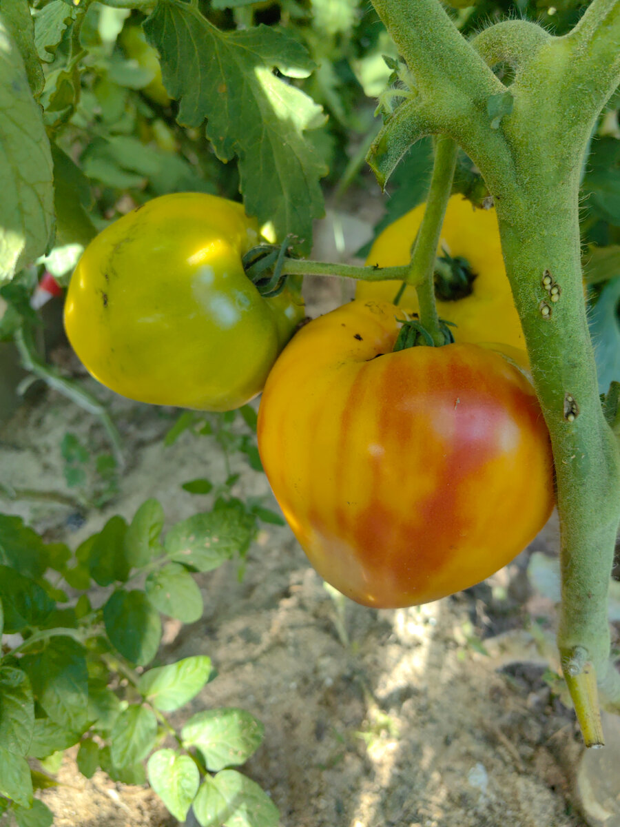 Томат минусинский слон оранжевый описание. Томат минусинский оранжевый. Томат минусинский слон. Томат минусинский оранжевый стаканчик. Сорт томата минусинские стаканы.