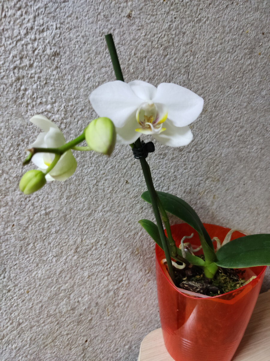 Вполне нормальный цветонос для орхи в возрасте 3 года. 