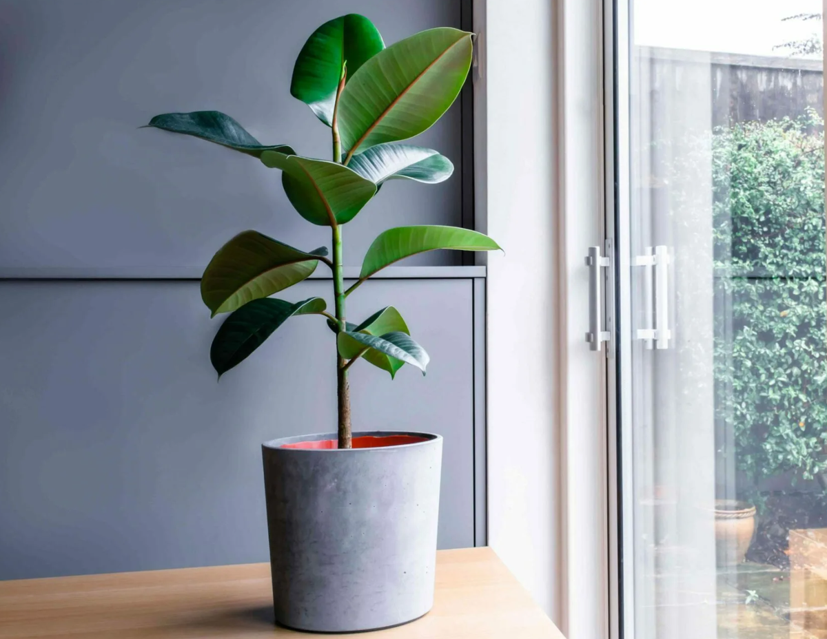 Источник фото: plantplus.ru