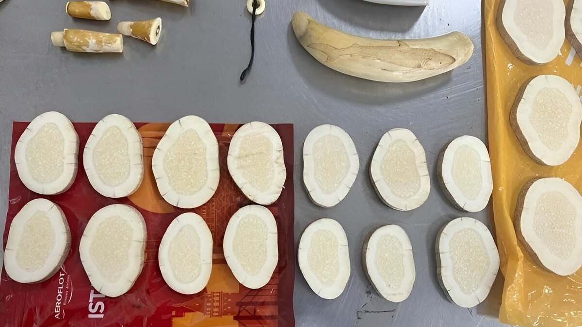     Китайского туриста, покидающего Приморье, ожидал сюрприз на таможне. При досмотре его багажа таможенники обнаружили необычные находки: клыки кашалота, бивни мамонта и изделия из янтаря.