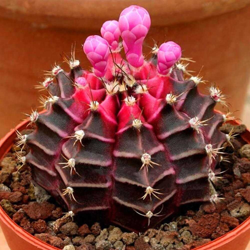 Гимнокалициум: растение с колючей красотой для вашего сада