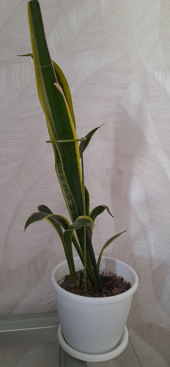 Выжившая розетка Сансевиерии сорт Лауренти 