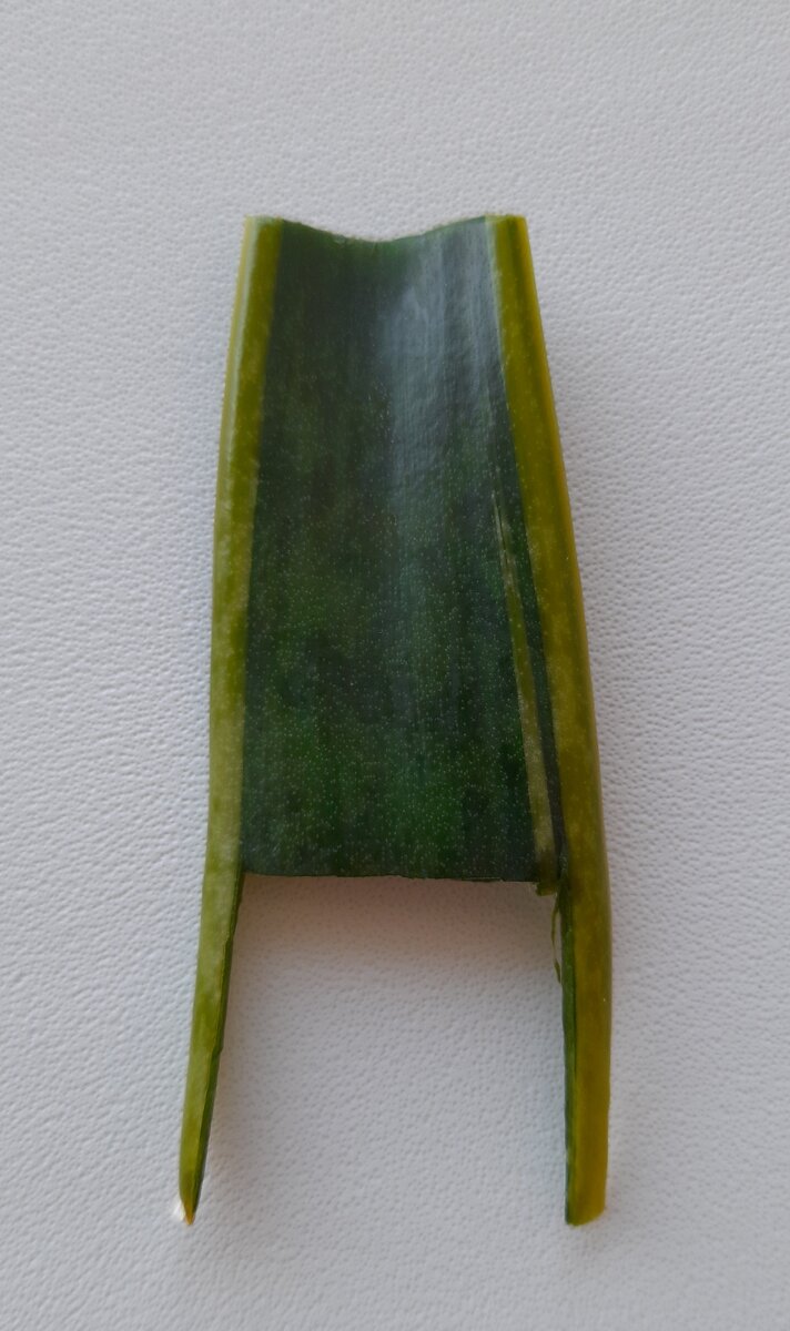 П-образный вырез, для укоренения