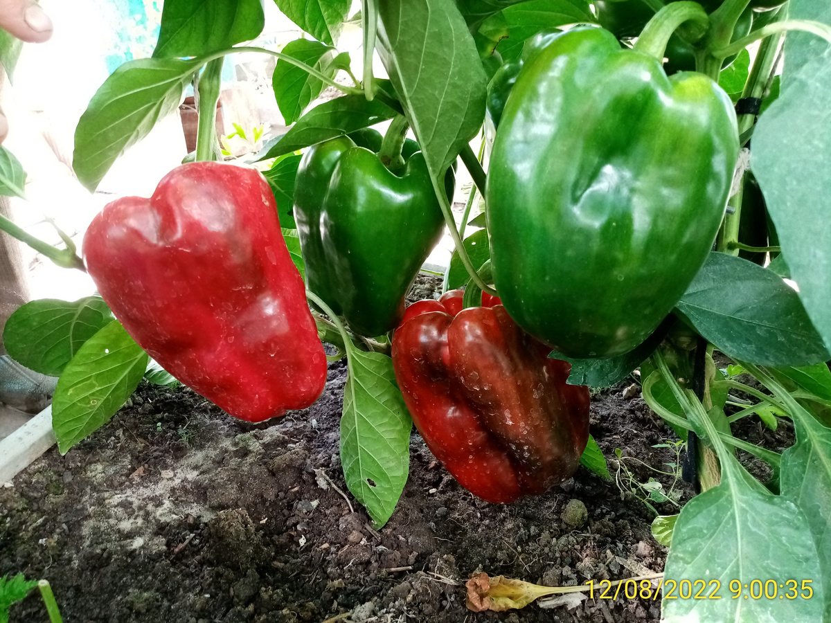 Вот такие надо вырастить