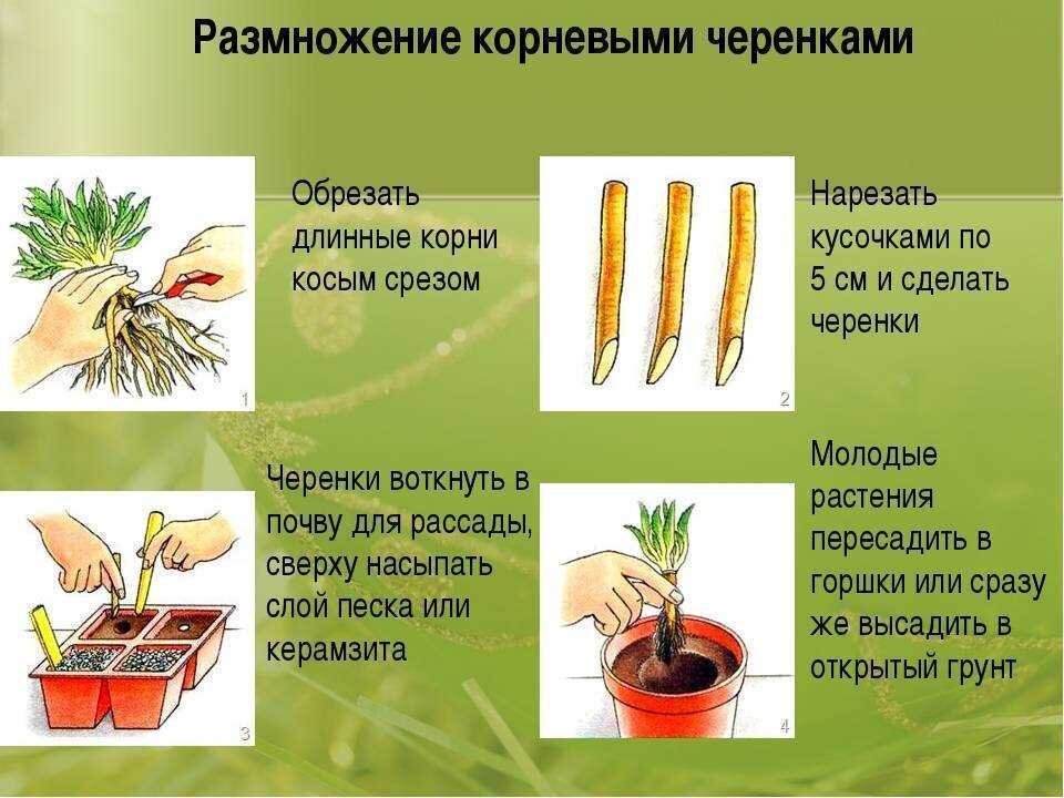 Выращивание глоксинии из семян в домашних условиях, особенности ухода